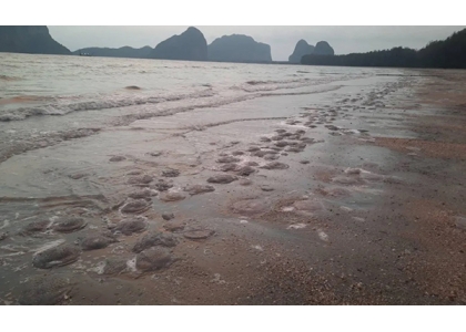 2024–04-23 董里海滩出现大量水母 吁游客切勿触摸